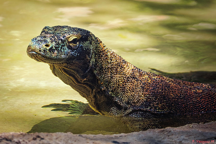 Komodo Dragon Photograph by Rene Vasquez