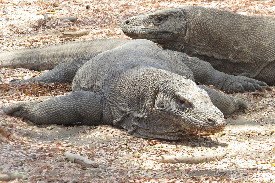 Komodo Island Dragons Photograph by World Reflections By Sharon