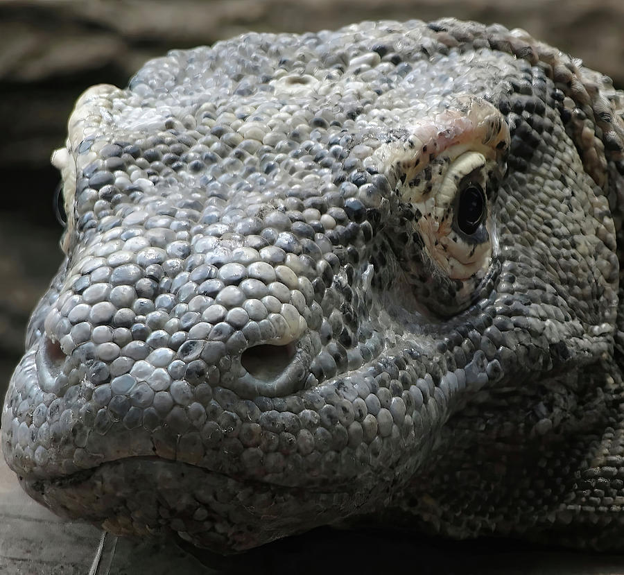 Komodo monitor lizard #BuyIntoArt Photograph by Steve Estvanik