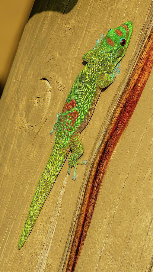 Kona Gecko. Photograph by Doug Davidson