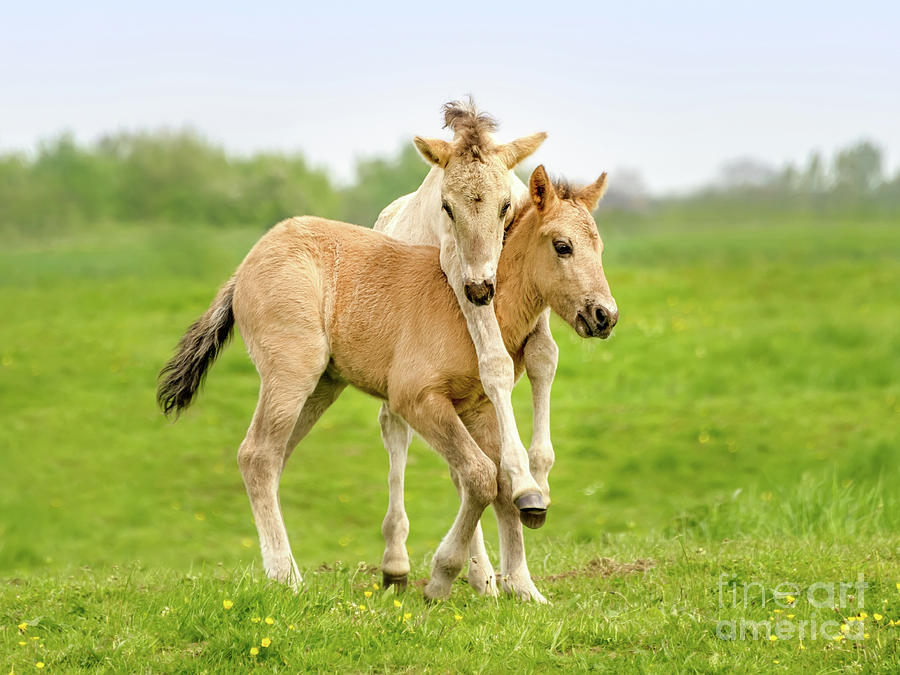 Horse Photograph - Konik Foals Playing by Katho Menden