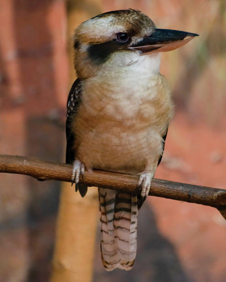 Kookaburra 002 Photograph by Flees Photos