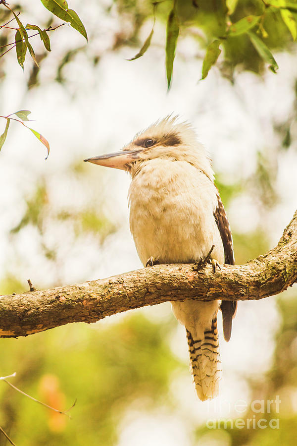 Kingfisher Photograph - Kookaburra and the old gum tree by Jorgo Photography
