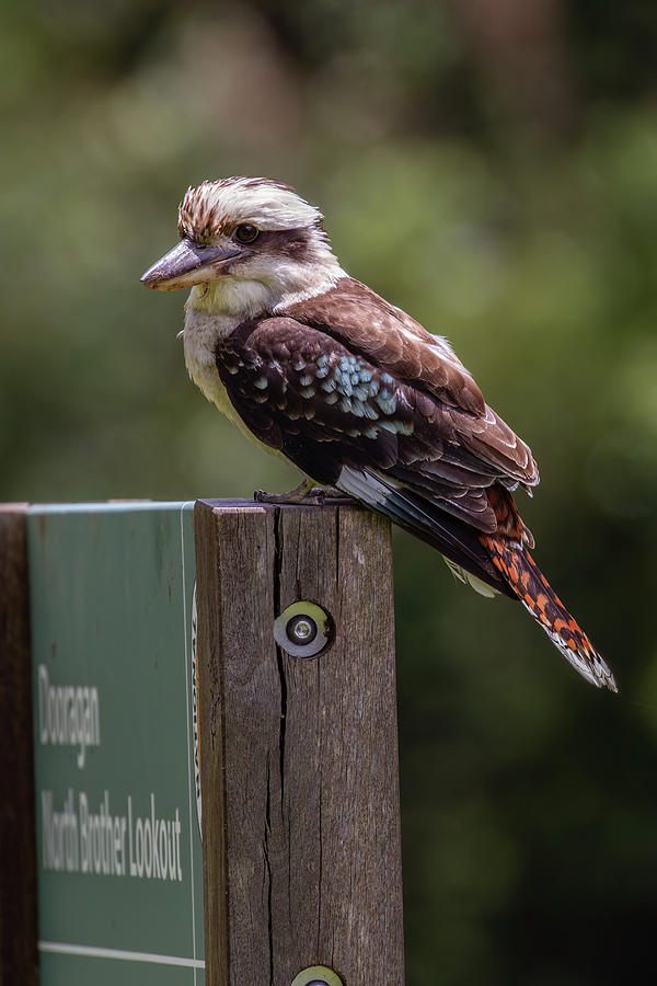 Bird Photograph - Kookaburra at North Brother Lookout by John Haldane