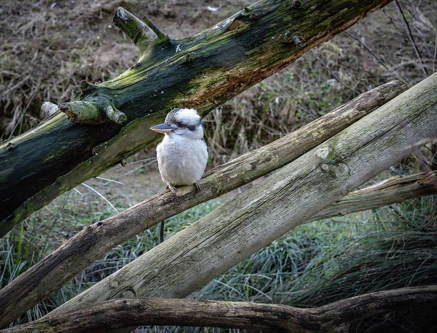 Nature Photograph - Kookaburra by Martin Newman