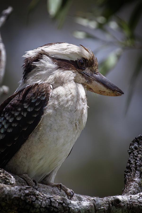 Bird Photograph - Kookaburra Portrait by John Haldane