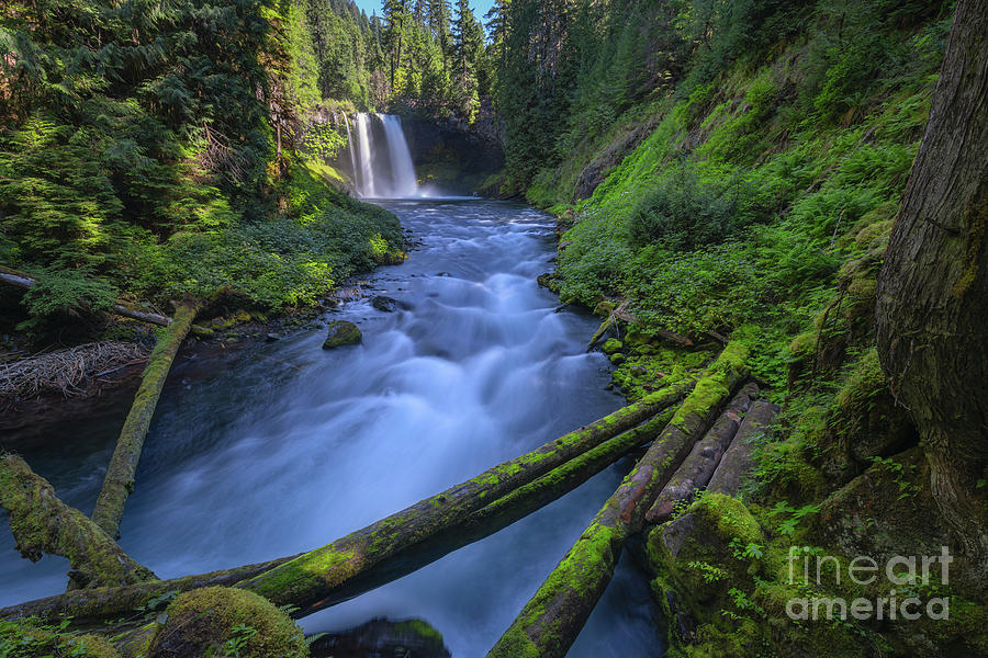 Koosah Falls, Oregon  Photograph by Michael Ver Sprill