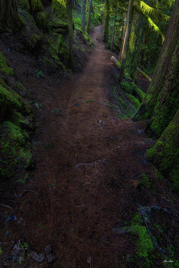 Trail Photograph - Koosah Trail by Chris Steele