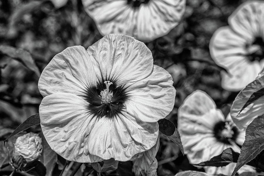Kopper King Hibiscus Bloom in Black and White Photograph by Fon Denton