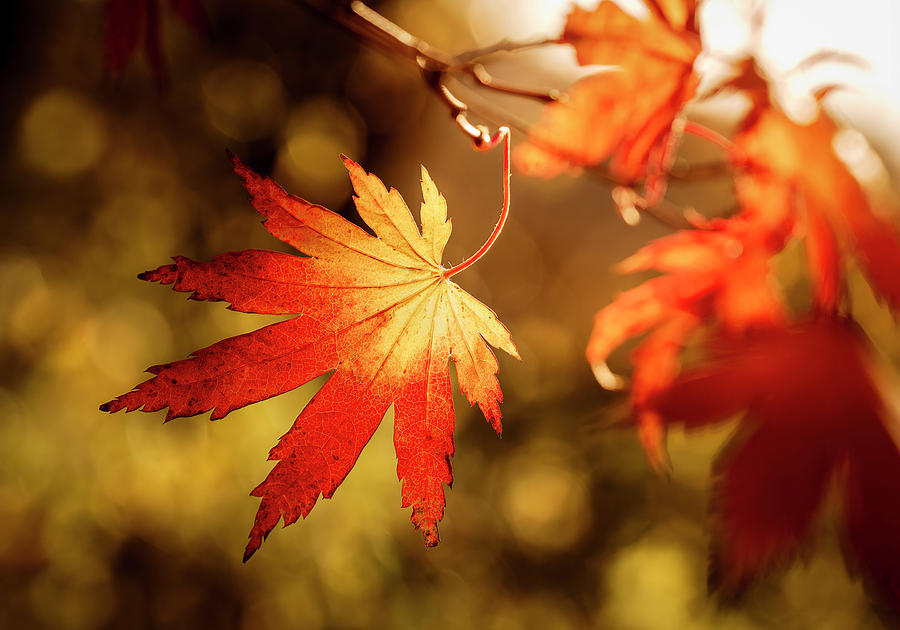 Korean Maple Leaf Photograph by Shawn Einerson - Fine Art America