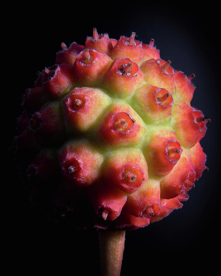 Kousa Dogwood Berry Photograph by Steven Nelson