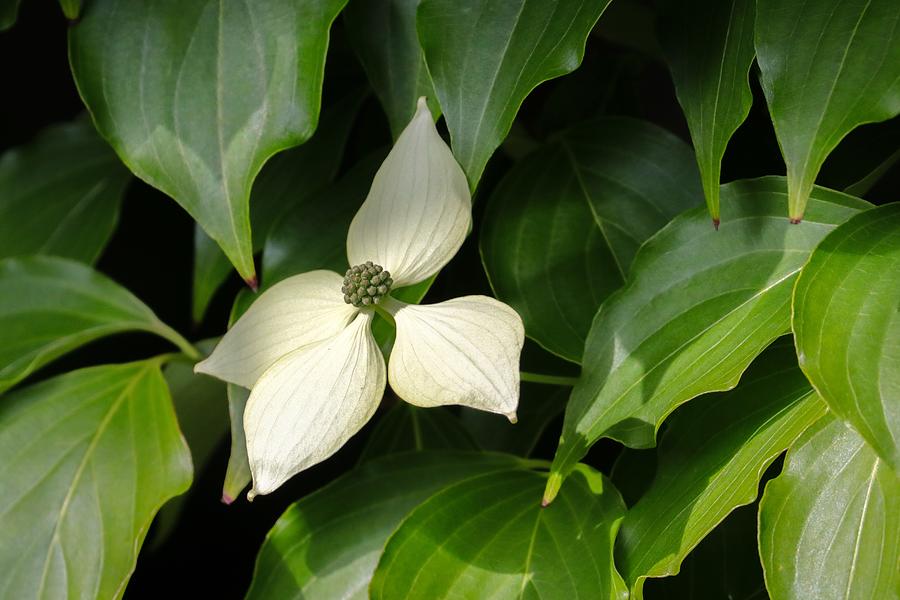 Kousa Dogwood Flower Photograph by Joseph Siebert - Fine Art America