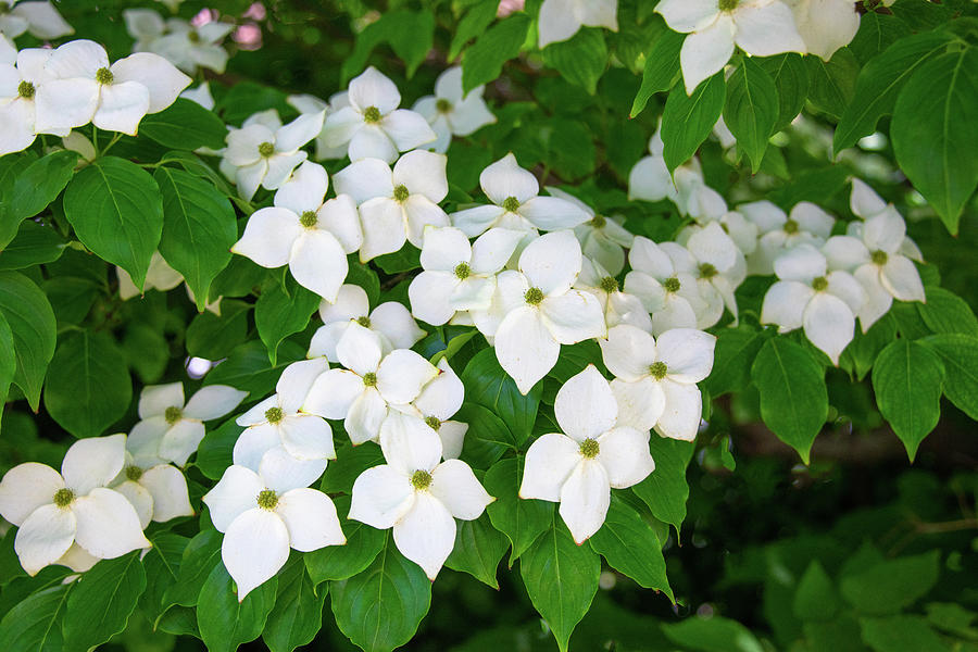 Kousa Dogwood Tree in bloom-Howard County, Indiana Photograph by ...