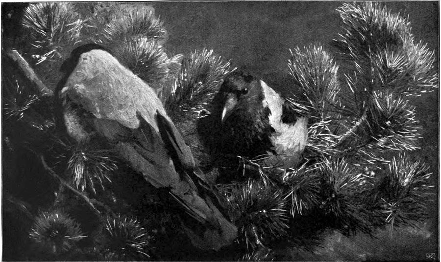 Crow Painting -  Krakor   Hooded Crows   Corvus cornix  Illustration  by Bruno Liljefors