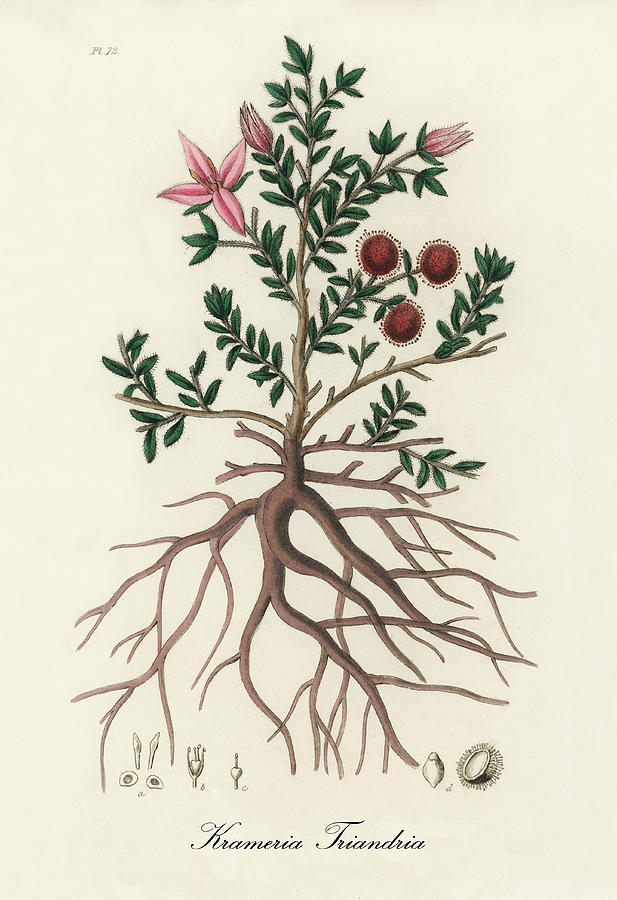 Nature Digital Art -  Krameria Triandria - Rhatany - Medical Botany - Vintage Botanical Illustration - Plants and Herbs by Studio Grafiikka