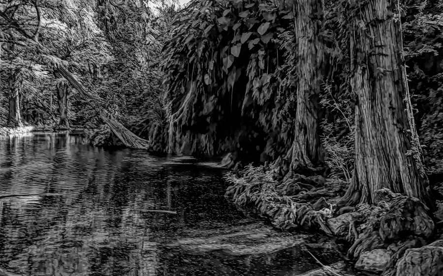 Krause Springs Black and White Photograph by Judy Vincent
