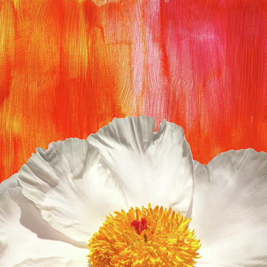 Krinkled White Peony Flower by Trevor Slauenwhite Krinkled White Peony Flower by Trevor Slauenwhite