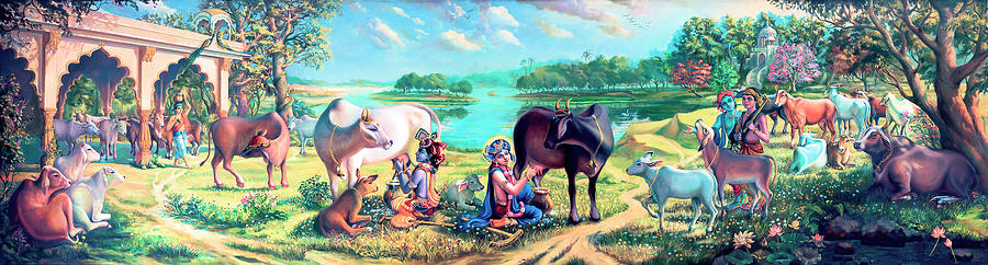 Krishna Balaram milking cows Painting by Vrindavan Das