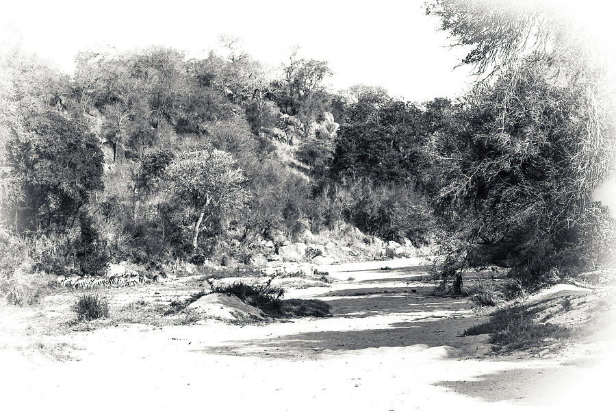 Kruger Dry River Bed Photograph by Keith Carey