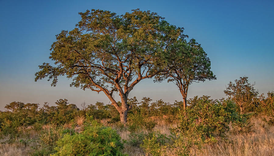 Kruger Landscape in Springtime Photograph by Marcy Wielfaert