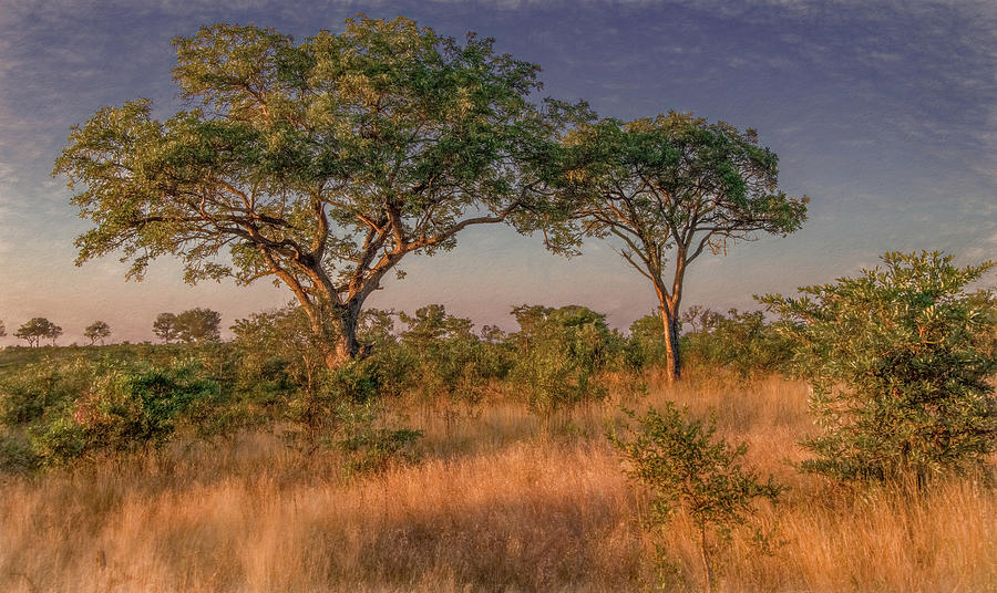 Kruger National Park Landscape Photograph by Marcy Wielfaert