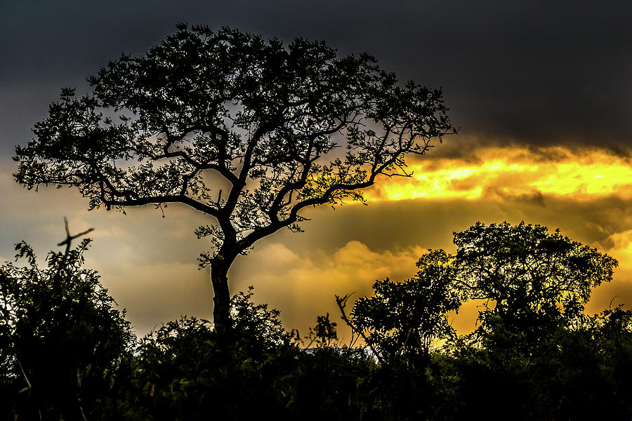 Kruger Park Sunset 2 Photograph by MaryJane Sesto