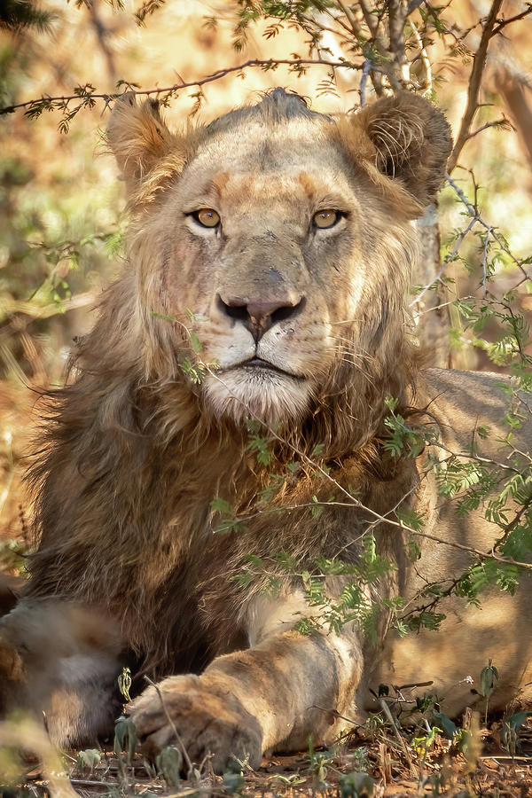 Kruger Young Lion Photograph by MaryJane Sesto