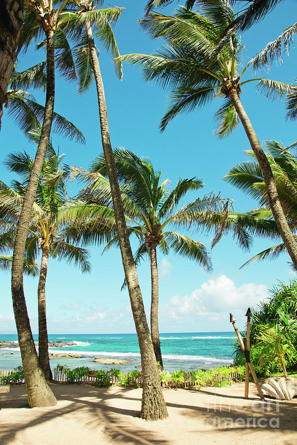 Kuau Beach Palms Hawaiian Islands Coconut Trees Photograph