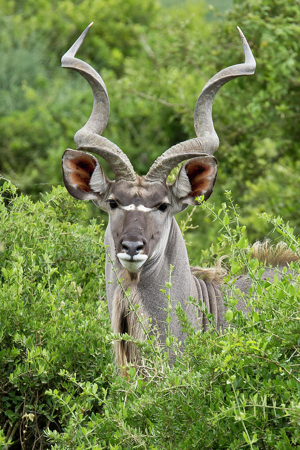 Kudu male portrait Photograph by Michael Sheehan