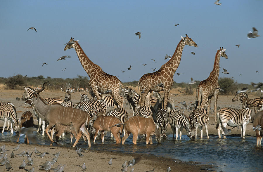 Kudus with zebras and giraffes at waterhole. Etosha National Park. Namibia. Similar to 1232889 and 0208305 Photograph by Martin Harvey