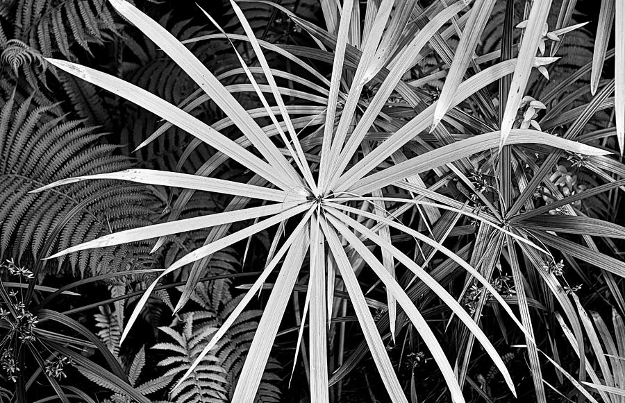 Kula Botanical Gardens Study 13 Photograph by Robert Meyers-Lussier