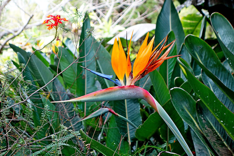 Kula Botanical Gardens Study 19 Photograph by Robert Meyers-Lussier