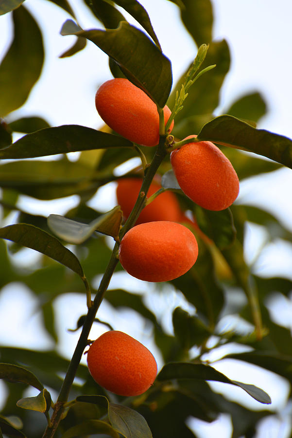 Fruit Photograph - Kumquat tree by Elena ZapasskyBaal