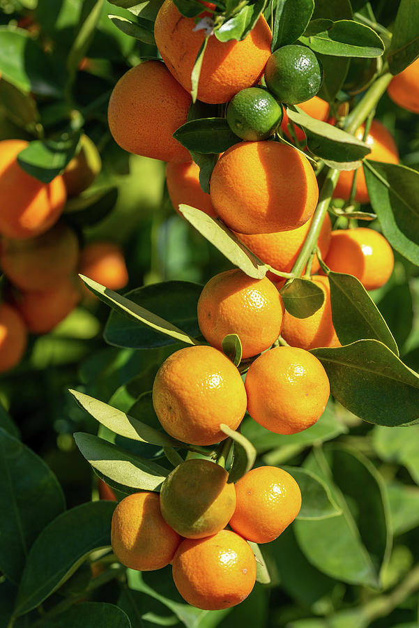 Kumquats Photograph by Bradford Martin