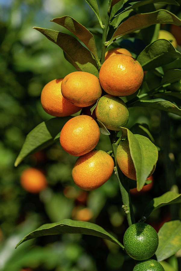 Kumquats on the tree Photograph by Bradford Martin