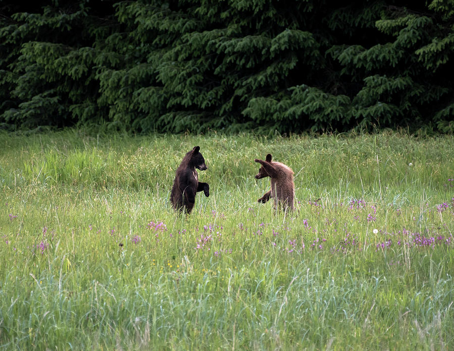 Kung Fu Cubs Photograph by David Kirby