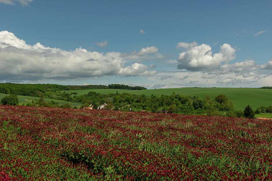 Kunkovice Village And Crimson Clover Field Photograph By Miklos Greczi ...