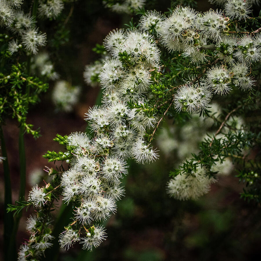 Kunzea ambigua Photograph by Bette Devine - Fine Art America