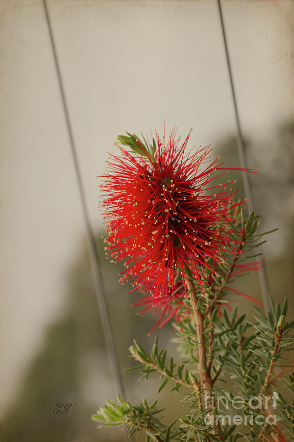 Kunzea Baxteri - Myrtaceae Photograph by Elaine Teague