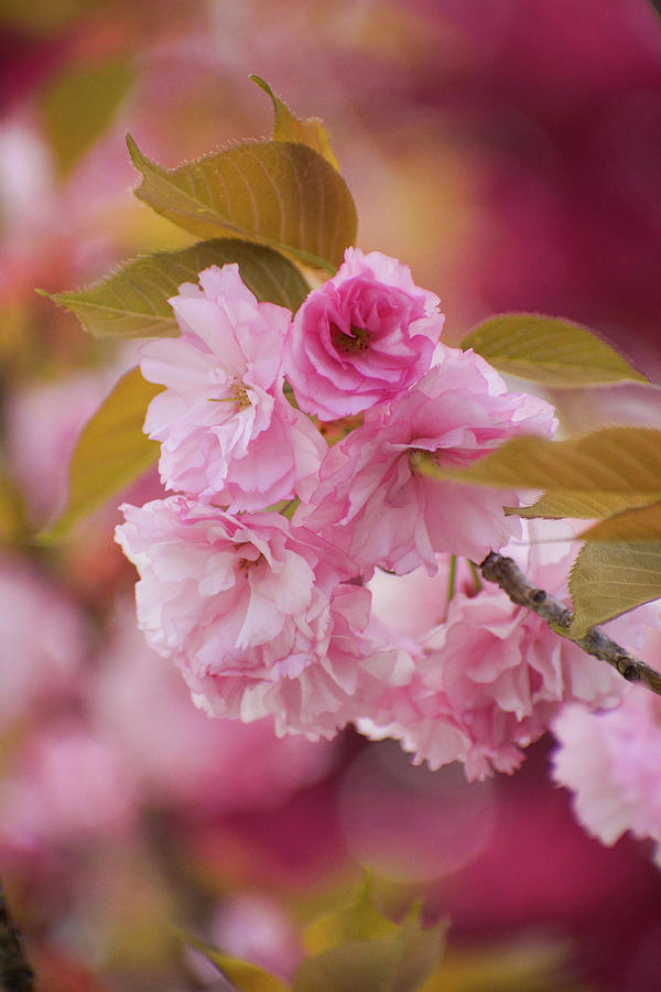Kwanzaan Cherry Blossom Study in Vertical Format Photograph by Jill ...