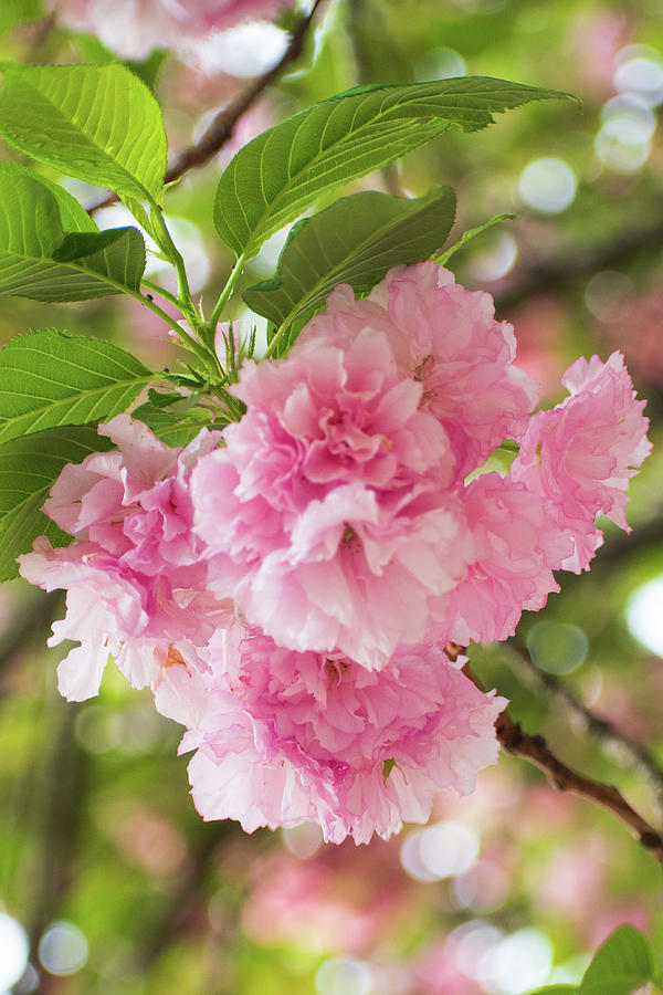 Kwanzan Cherry Blossoms Photograph by Mary Ann Artz