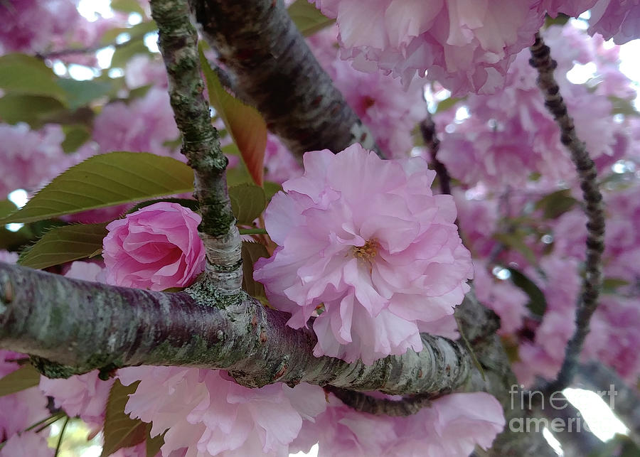 Pretty Pink Cherry Blossom Tree by Kristin Aquariann
