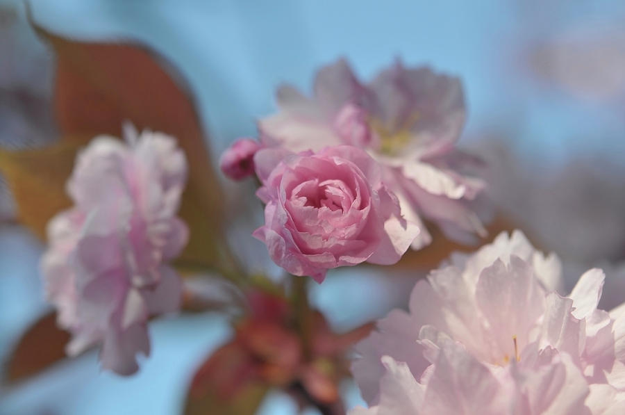 Kwanzan Cherry Tree Flowers 1 Photograph by Jenny Rainbow