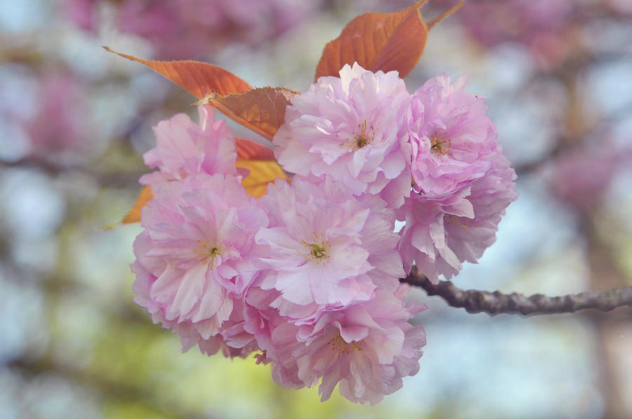 Kwanzan Cherry Tree Flowers 2 Photograph by Jenny Rainbow