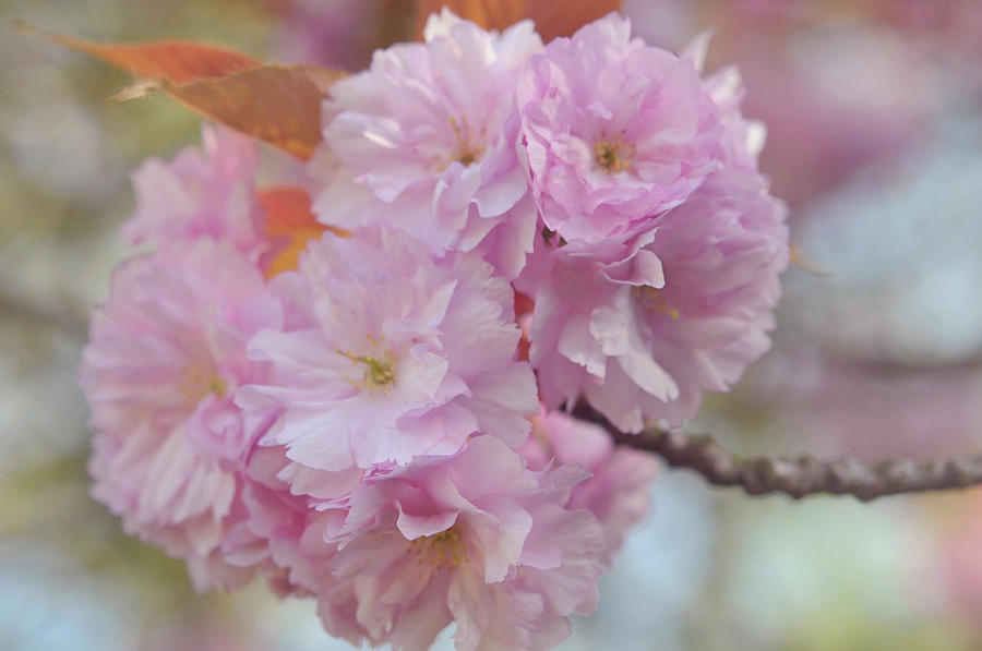Kwanzan Cherry Tree Flowers 3 Photograph by Jenny Rainbow