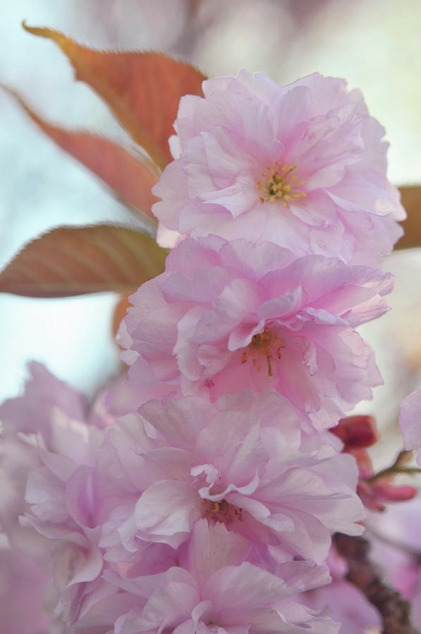 Kwanzan Cherry Tree Flowers 4 Photograph by Jenny Rainbow