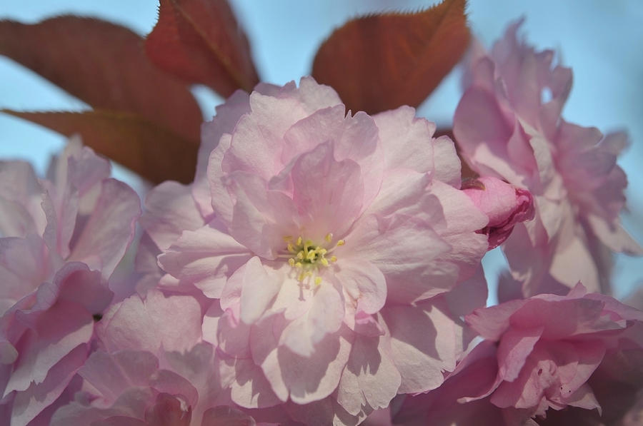 Kwanzan Cherry Tree Flowers Photograph by Jenny Rainbow