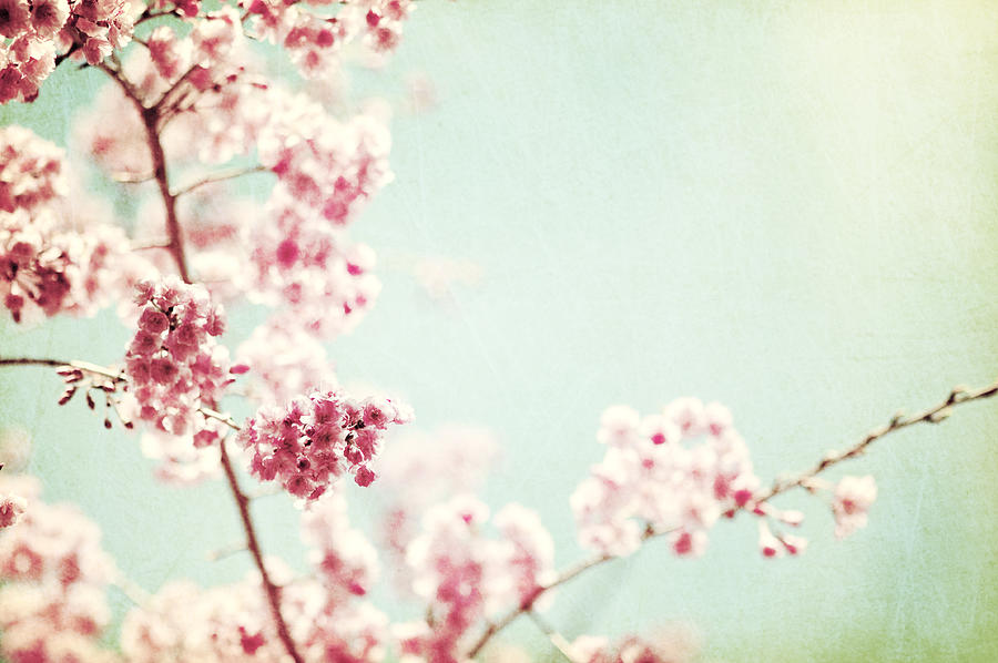 Kwanzan cherry tree flowers on branch Photograph by Carolyn Cochrane