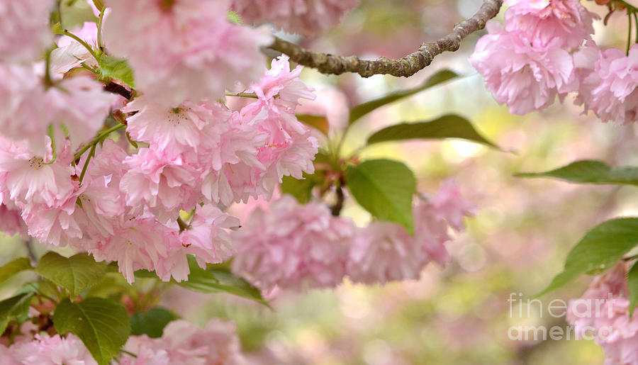 Kwanzan Cherry tree in bloom Photograph by Dianne Sherrill - Pixels