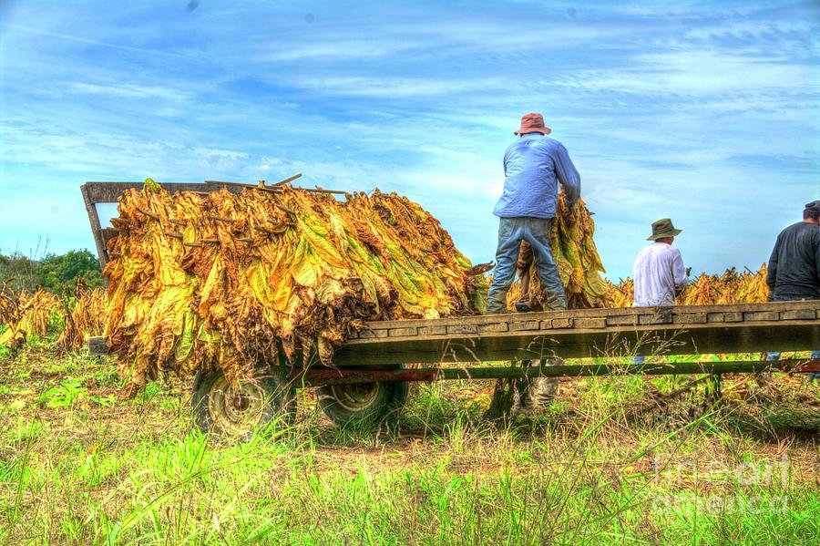 Fall Photograph - Ky Tobacco Harvest No. 2 by Paul Lindner